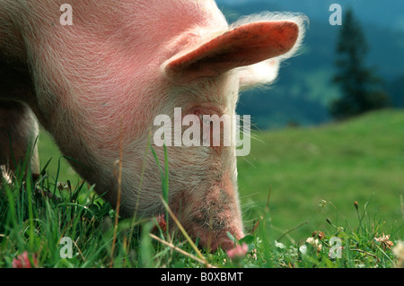 Suini domestici (Sus scrofa f. domestica), portraet, Germania Foto Stock