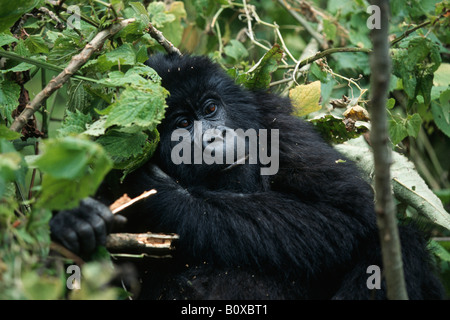 Gorilla di Montagna (Gorilla gorilla beringei), femmina nel canneto, Repubblica Democratica del Congo, il Parco nazionale di Virunga Foto Stock