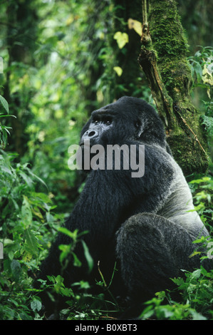 Gorilla di Montagna (Gorilla gorilla beringei), maschio, Repubblica Democratica del Congo, il Parco nazionale di Virunga Foto Stock