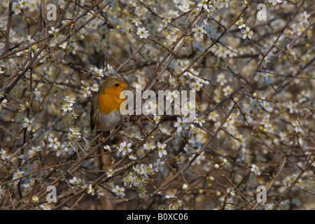 Unione robin (Erithacus rubecula), unico animale su un ramoscello in primavera, Austria, Burgenland Foto Stock