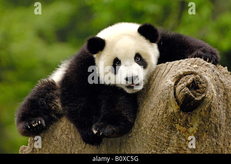 Panda gigante (Ailuropoda melanoleuca). Individuo giovane giacente su un ceppo di albero Foto Stock