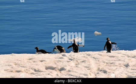 Adelie penguin (Pygoscelis adeliae), quattro animali sul loro modo al mare, Antartide, Suedpolarmeer Foto Stock