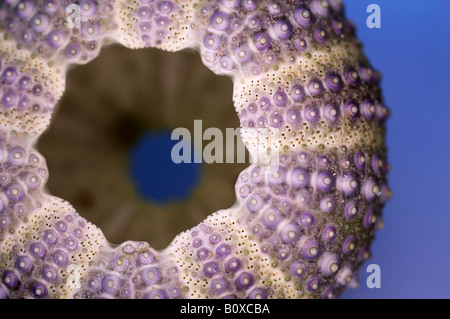 Shore ricci di mare, shore urchin, viola con punta di ricci di mare (Psammechinus miliaris), dei ricci di mare esoscheletro da una spiaggia Foto Stock