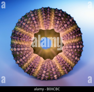 Shore ricci di mare, shore urchin, viola con punta di ricci di mare (Psammechinus miliaris), dei ricci di mare esoscheletro da una spiaggia Foto Stock