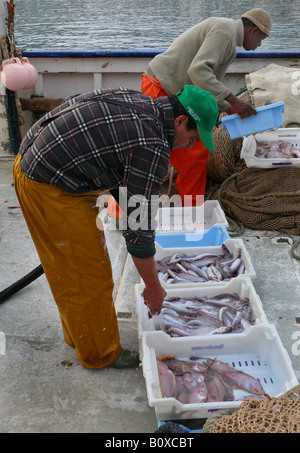 I pescatori di cattura di pulizia sulla barca da pesca a Porto Spagna, Maiorca, Puerto Andratx Foto Stock