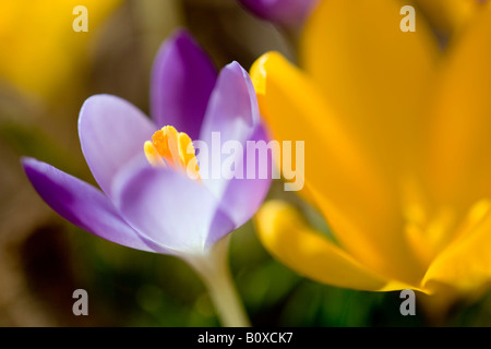 Crocus (Crocus spec.), primo piano di un viola e un fiore giallo Foto Stock