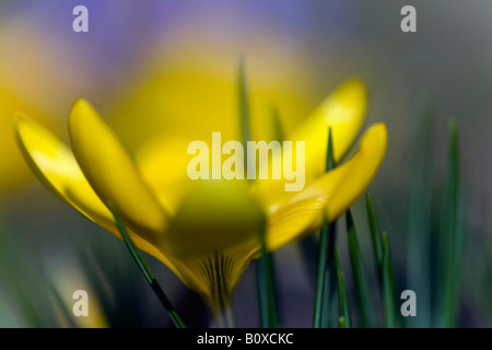 Il croco giallo (Crocus crisante), primo piano del fiore Foto Stock