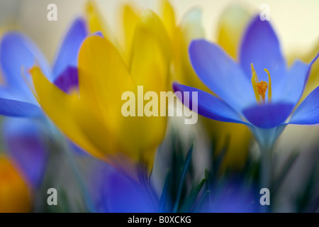 Crocus (Crocus spec.), piante in fiore Foto Stock