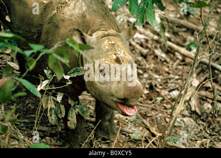 Rinoceronte di Sumatra, hairy rinoceronte (Dicerorhinus sumatrensis), dopo il mudbath, Indonesia, Borneo Foto Stock