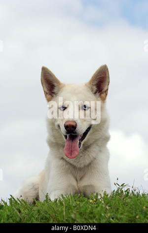 Siberian Husky - sdraiato sul prato Foto Stock