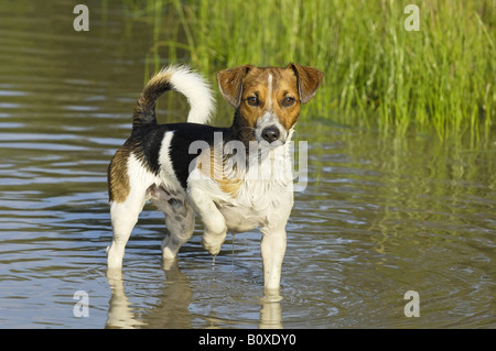 Jack Russell Terrier - in piedi in acqua Foto Stock