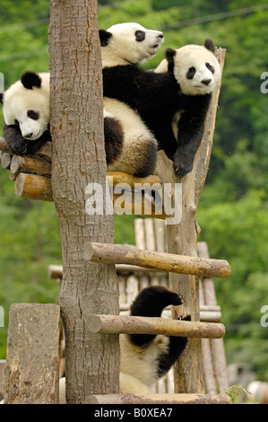 Panda gigante (Ailuropoda melanoleuca). Quattro giovani orsi salendo una scala in un gioco penna Foto Stock