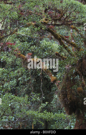 Bromeliacee epifite Costarica rain forest foresta pluviale foresta tropicale foresta tropicale montana foresta nebulare Foto Stock