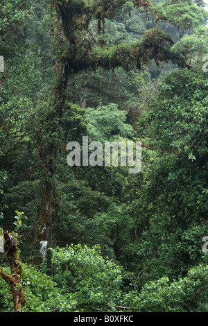 Offuscato la foresta epiphitic bromeliacee piante Cerro de la Muerte Costarica rain forest foresta pluviale tropicale foresta montana Foto Stock