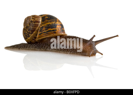 Horizontal macro vista laterale di un giardino comune [lumaca Helix Aspersa] con la riflessione di un bianco puro sfondo. Foto Stock