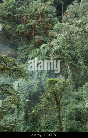 Costarica rain forest foresta pluviale foresta tropicale foresta tropicale montana foresta nebulare Foto Stock