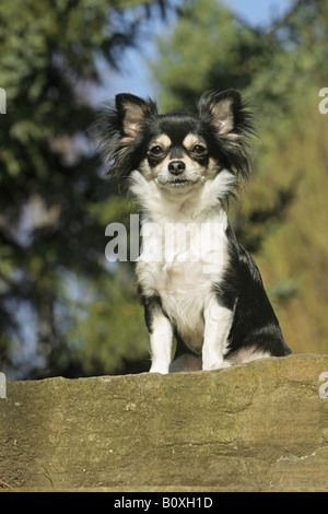 Chihuahua. Cane adulto dai capelli lunghi seduto su una roccia. Germania Foto Stock