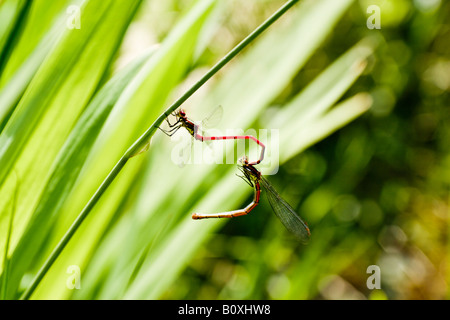 Coniugata coppia di damselflies dal grande rosso specie Damselfly (Pyrrhosoma nymphula) appesi da un gambo di erba. Foto Stock