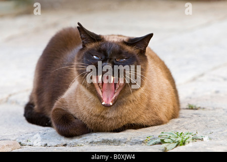 Gatto siamese gatto sbadigliare, ritratto Foto Stock