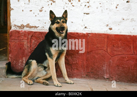 Dog sitter su street, ritratto Foto Stock