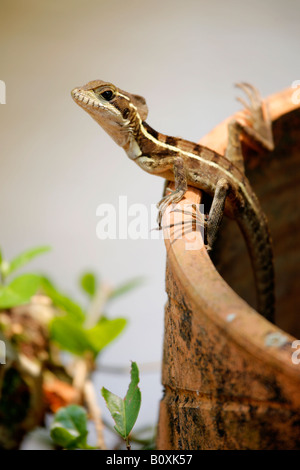 Le strisce di Basilisk Lizard (Basiliscus vittat), in un ostello e giardino in Guatemala Foto Stock