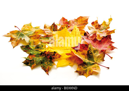 Colore di autunno foglie di acero Foto Stock