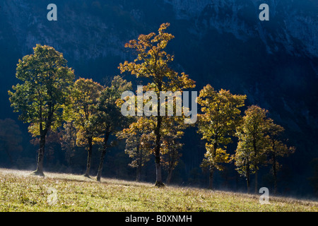 Austria, Tirolo, Karwendel, campo alberi di acero Foto Stock