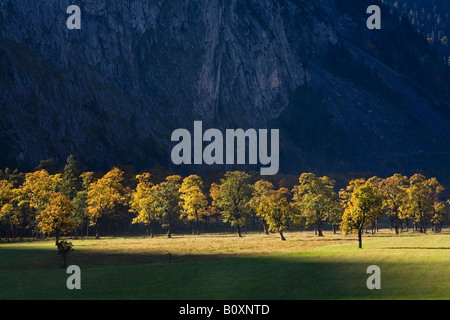 Austria, Tirolo, Karwendel, campo alberi di acero Foto Stock