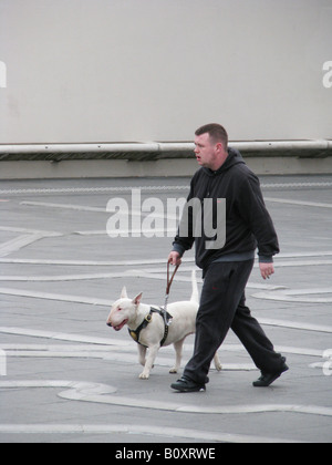 Bull Terrier (Canis lupus f. familiaris), l'uomo con un cane figthing è a piedi in una pubblica piazza, Regno Unito, Inghilterra, Congrega Foto Stock