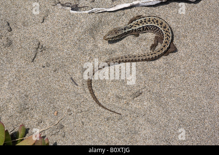 Southern Alligator Lizard Gerrhonotus multicarinatus California Stati Uniti Foto Stock