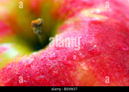 Macro di red apple con le goccioline di acqua Foto Stock