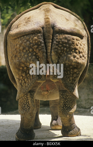 Maggiore il rinoceronte indiano, Great Indian One-cornuto rinoceronte (Rhinoceros unicornis), vista posteriore Foto Stock