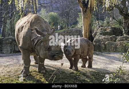 Maggiore il rinoceronte indiano, Great Indian One-cornuto rinoceronte (Rhinoceros unicornis), femmina e vitello Foto Stock