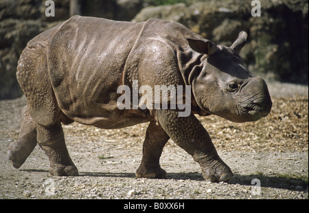 Maggiore il rinoceronte indiano, Great Indian One-cornuto rinoceronte (Rhinoceros unicornis), cucciolo Foto Stock