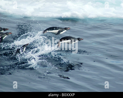 Adelie penguin (Pygoscelis adeliae), Adelie penguins salta fuori dell'acqua nella parte anteriore del bordo di ghiaccio. In quel momento Foto Stock