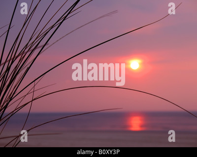 Spiaggia di erba, beachgrass europea, marram erba, psamma, sabbia di mare-reed (Ammophila arenaria), bel tramonto sull'oceano wit Foto Stock