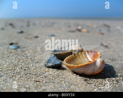 Cardidi (increspature gusci) (Cardiidae), cozze sulla spiaggia, Germania, Langeoog Isola Foto Stock