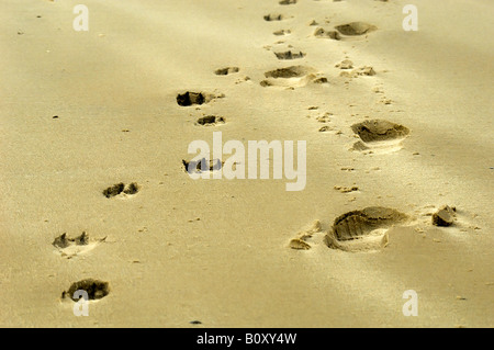 Impronte di un uomo e il suo cane sulla spiaggia di sabbia di Langeoog Isola, Germania, Langeoog Foto Stock
