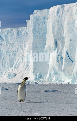 Pinguino imperatore (Aptenodytes forsteri), singolo animale nella parte anteriore di un iceberg, Antartide, Suedpolarmeer Foto Stock