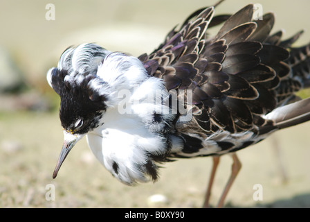 Maschio adulto Ruff nella routine di corteggiamento Foto Stock