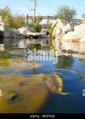 Koi carpa (Cyprinus carpio), due animali vicino alla superficie dell'acqua di uno stagno Foto Stock