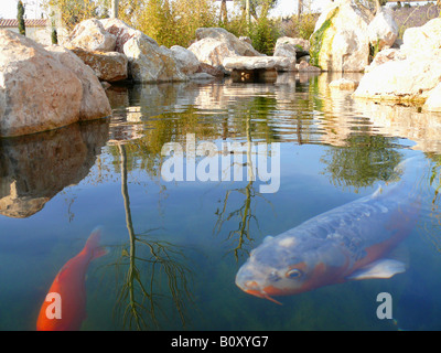 Koi carpa (Cyprinus carpio), due animali vicino alla superficie dell'acqua di uno stagno Foto Stock