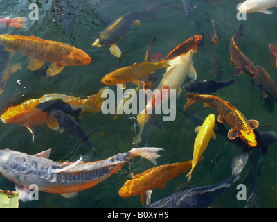 Koi carpa (Cyprinus carpio), numerosi animali vicino alla superficie dell'acqua di uno stagno Foto Stock