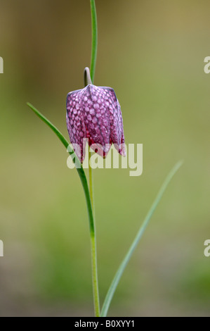 Fritillary comune, snake-testa (fritillaria Fritillaria meleagris), fioritura unico stabilimento in Germania, in Renania settentrionale-Vestfalia Foto Stock