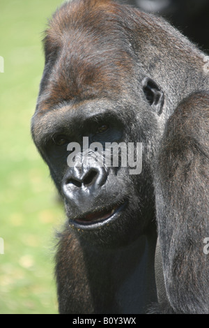 Western pianura gorilla Gorilla gorilla gorilla Foto Stock