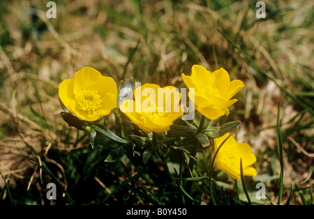 Ranuncolo strisciante / Ranunculus repens Foto Stock