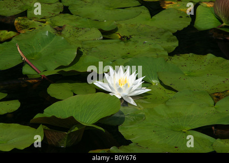 Bianco profumato giglio di acqua Nymphaea odorata America del Nord Foto Stock