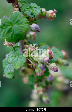 Fiori di ribes nero Foto Stock