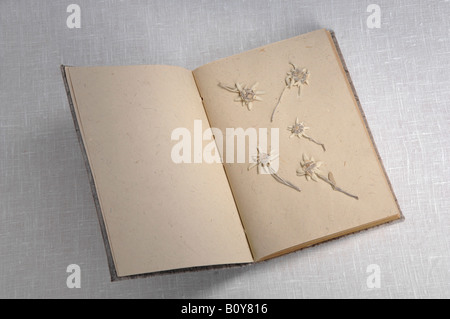 Edelweiss fiori (Leontopodium alpinum) nel libro, vista in elevazione Foto Stock