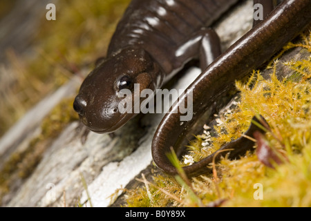 Northwestern Salamander Ambystoma gracile California Stati Uniti Foto Stock